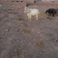 نربز سانن|حیوانات مزرعه|تربت‌حیدریه, کلاته توکلی|دیوار