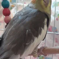 عروس هلندی کاملا دستی