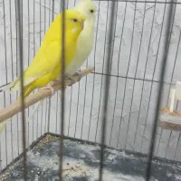 یه جفت مرغ عشق دورگه درشت با قفس