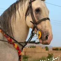 اسب کرد کله قوچی گردن دار