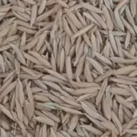 برنج محلی تمیز و با کیفیت