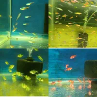 ماهی آکواریوم کالر زبرااسکار پرت مولی آنجل تترا کت|ماهی|تهران, جلیلی|دیوار