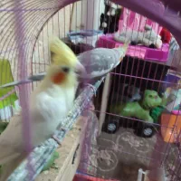 عروس هلندی بشرط تخم. جوجه با قناری محلیم عوض میکنم|پرنده|بندرعباس, |دیوار