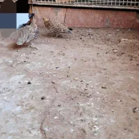 بلدرچین|پرنده|اهواز, عین ۲|دیوار