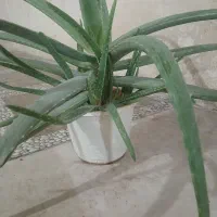 آلوئه ورا|گل و گیاه طبیعی|خرمآباد, |دیوار