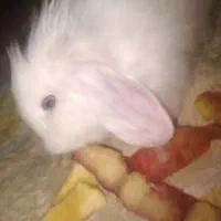 خرگوش لوپ سوپرفلت