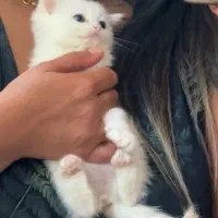 گربه بریتیش