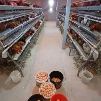 تخم مرغ محلی(رسمی) تازه و به روز از درب مرغداری|خوردنی و آشامیدنی|تهران, شهرک غرب|دیوار