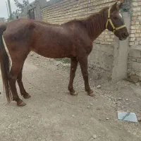 مادیان کاری|اسب و تجهیزات اسب‌سواری|مینودشت, |دیوار