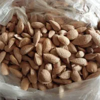 بادام درختی