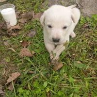 واگذاری ب کسی ک بتونع این حیوونو تو اتاق نگهدارع