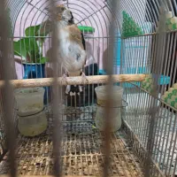 فروش نر و ماده سهره کار داده