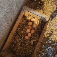 فروش تخم مرغ خوراکی