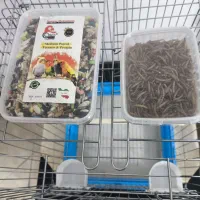 قفس عروس هلندی همراه با غذا تقویتی|لوازم جانبی حیوانات|ایلام, |دیوار