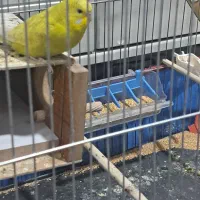 مرغ عشق ماده|پرنده|کرمان, |دیوار