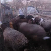 گوسفند داشتی|حیوانات مزرعه|خاوه, |دیوار