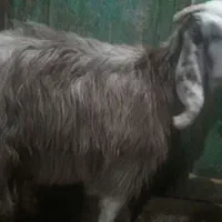 بزغاله ماده