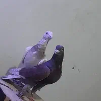 ۴ تا کبوتر
