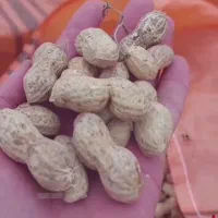بادام|خوردنی و آشامیدنی|تهران, زعفرانیه|دیوار