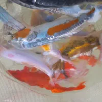 ماهی کوی استخری باغی|ماهی|مشهد, حجت|دیوار