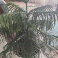 کاج مطبق تخفیف ویژه