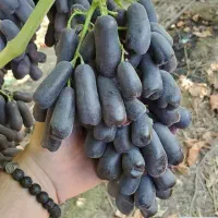 نهال انواع انگورهای داخلی خارجی تولیدکننده نهال