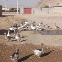 فروشی|حیوانات مزرعه|بانش, |دیوار