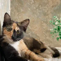 گربه واگزاری|گربه|میبد, |دیوار