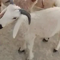 بره نر گمشده