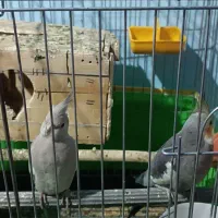 دو عدد عروس هلندی وایت فیس و سینامون با قفس