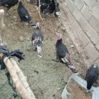 پنج عدد بوقلمو ماده دونه یک تومان|حیوانات مزرعه|اندیمشک, |دیوار