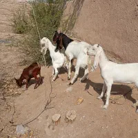 کهره گلابی
