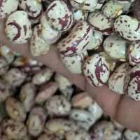 لوبیا چیتی رقم مجار