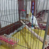 عروس هلندی نر