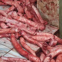 آلایش گوسفند و گاو