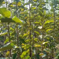 نهال. های پیوندی میوه