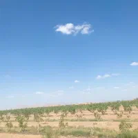 باغ پسته فروشی