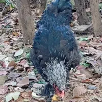 مرغ و خروس|حیوانات مزرعه|لاهیجان, آهندان|دیوار