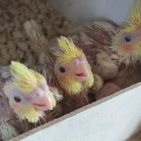 جوجه عروس هلندی سرلاکی