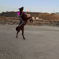 اسب سالم|اسب و تجهیزات اسبسواری|قشم, |دیوار