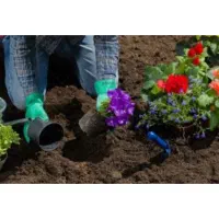 کاشت درخت، گل گیاه، هرس درختان،