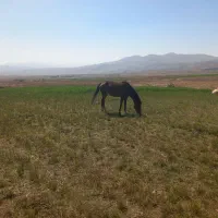 اسب|اسب و تجهیزات اسب‌سواری|نیر (اردبیل), |دیوار