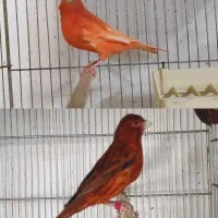 پنج عدد نر پا به مست رد فکتور و سوخته سرخ