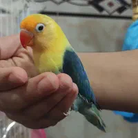 طوطی کوتوله برزیلی