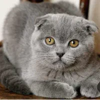 سرپرستی به عهده میگیرم