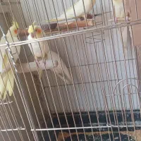 عروس هلندی|پرنده|ری, شهرک نظامی|دیوار