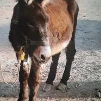 خر نر گمشده