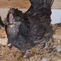 مرغ، خروس، نژاد گلین لری