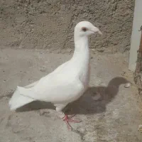 کبوترسفیدماده|پرنده|آشخانه, |دیوار