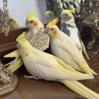جوجه عروس هلندی|پرنده|تهران, نارمک|دیوار
